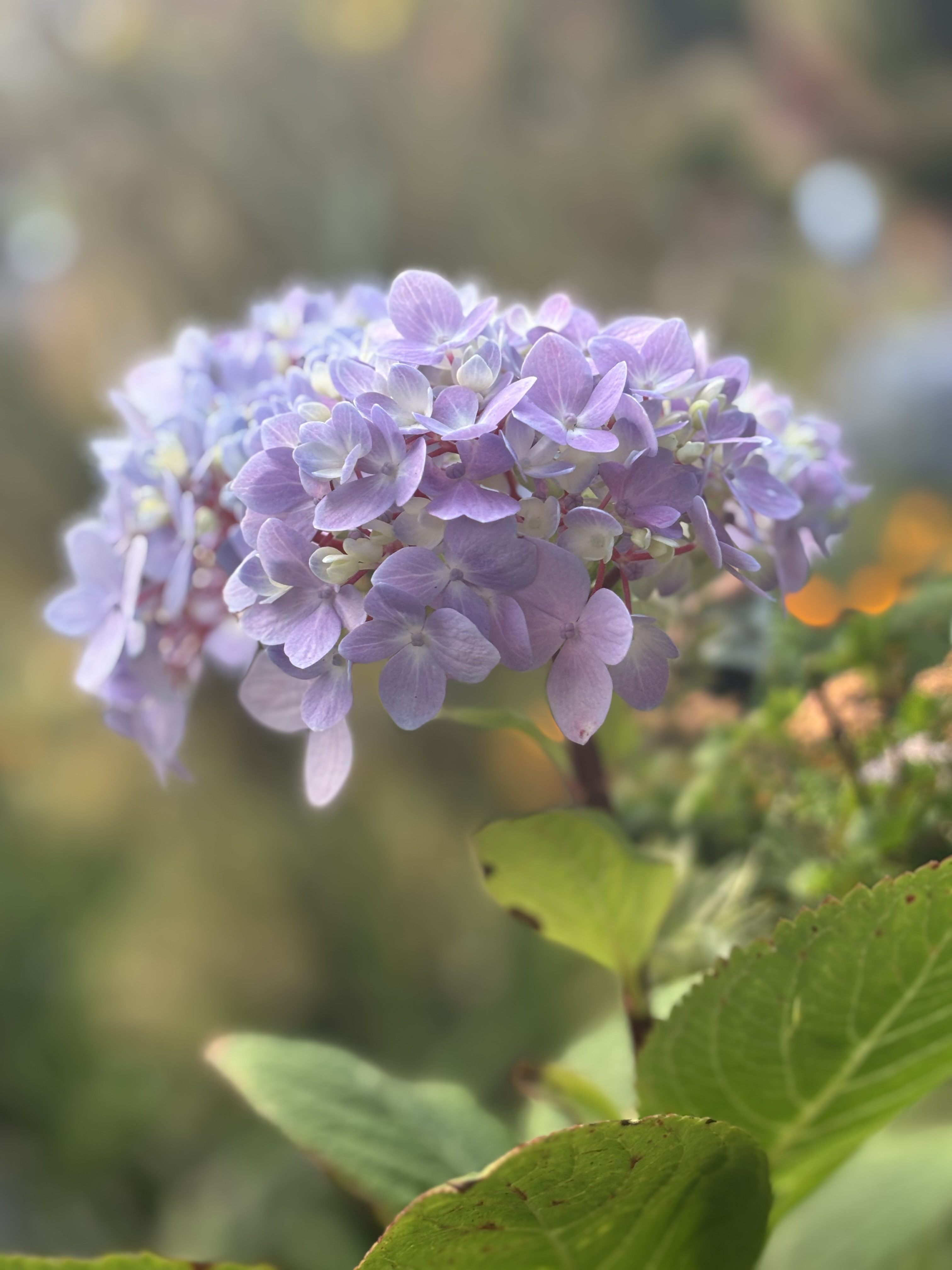 Lavender hydrangea blooming in the garden