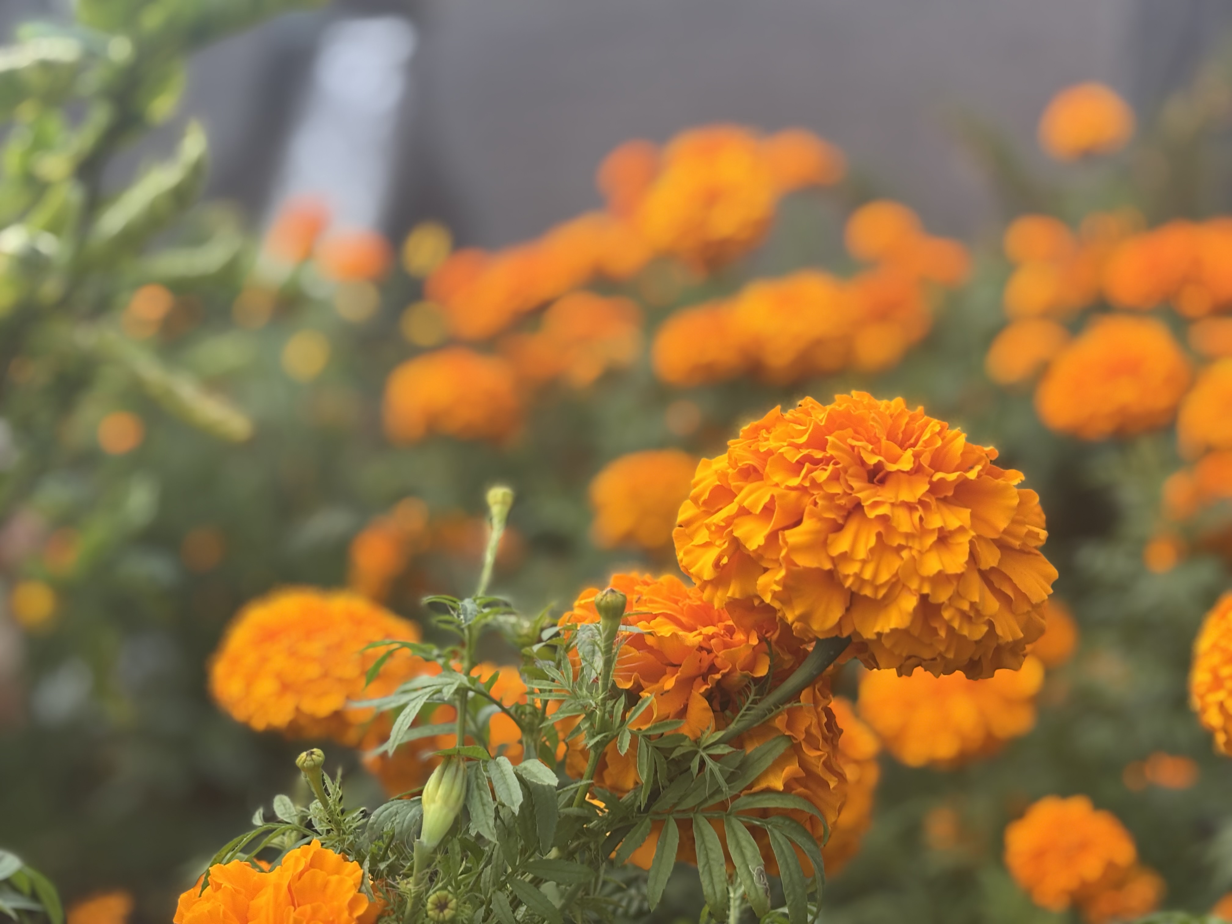 Orange marigolds in soft afternoon light