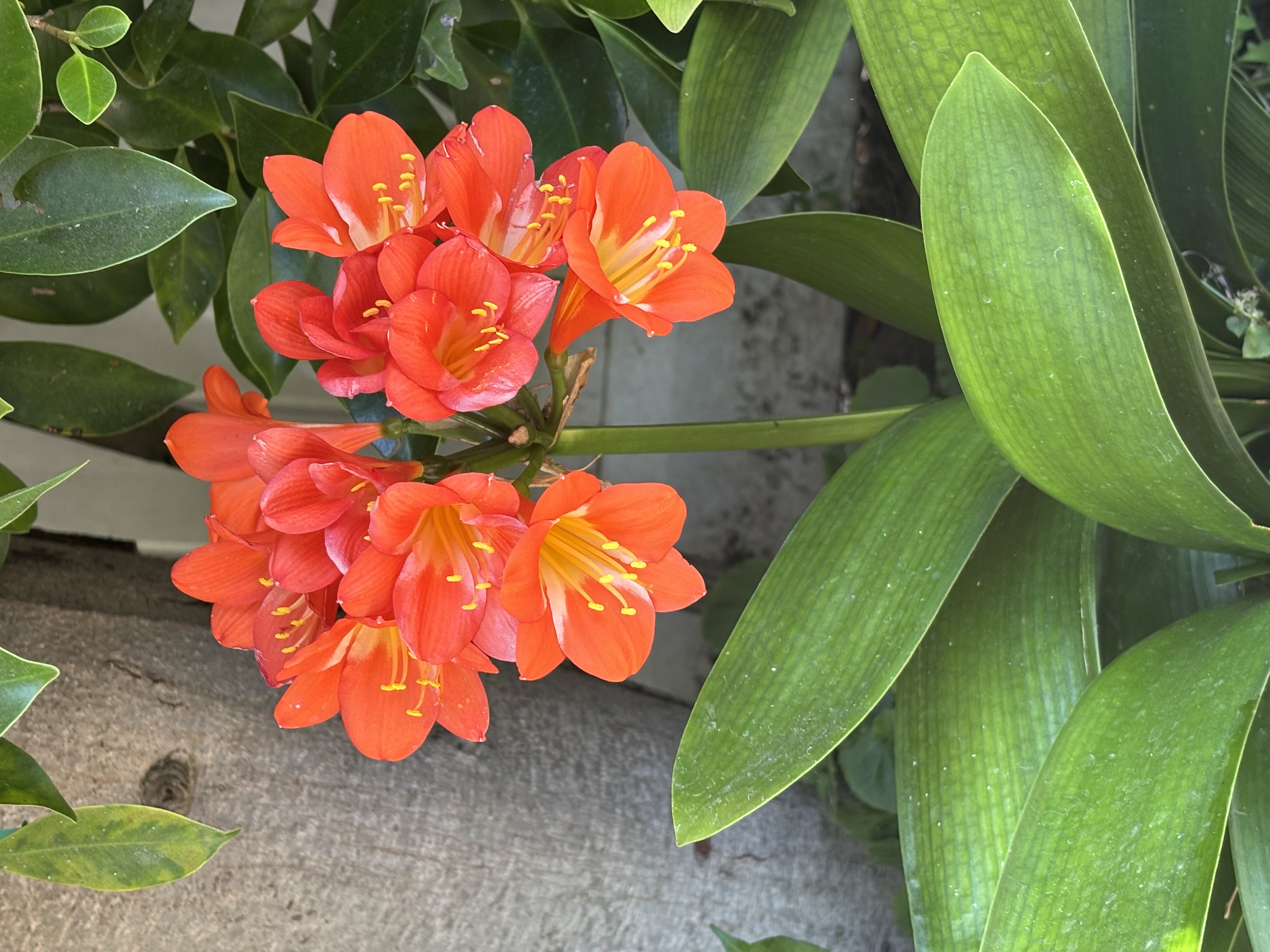 Vivid orange lilies surrounded by glossy green leaves