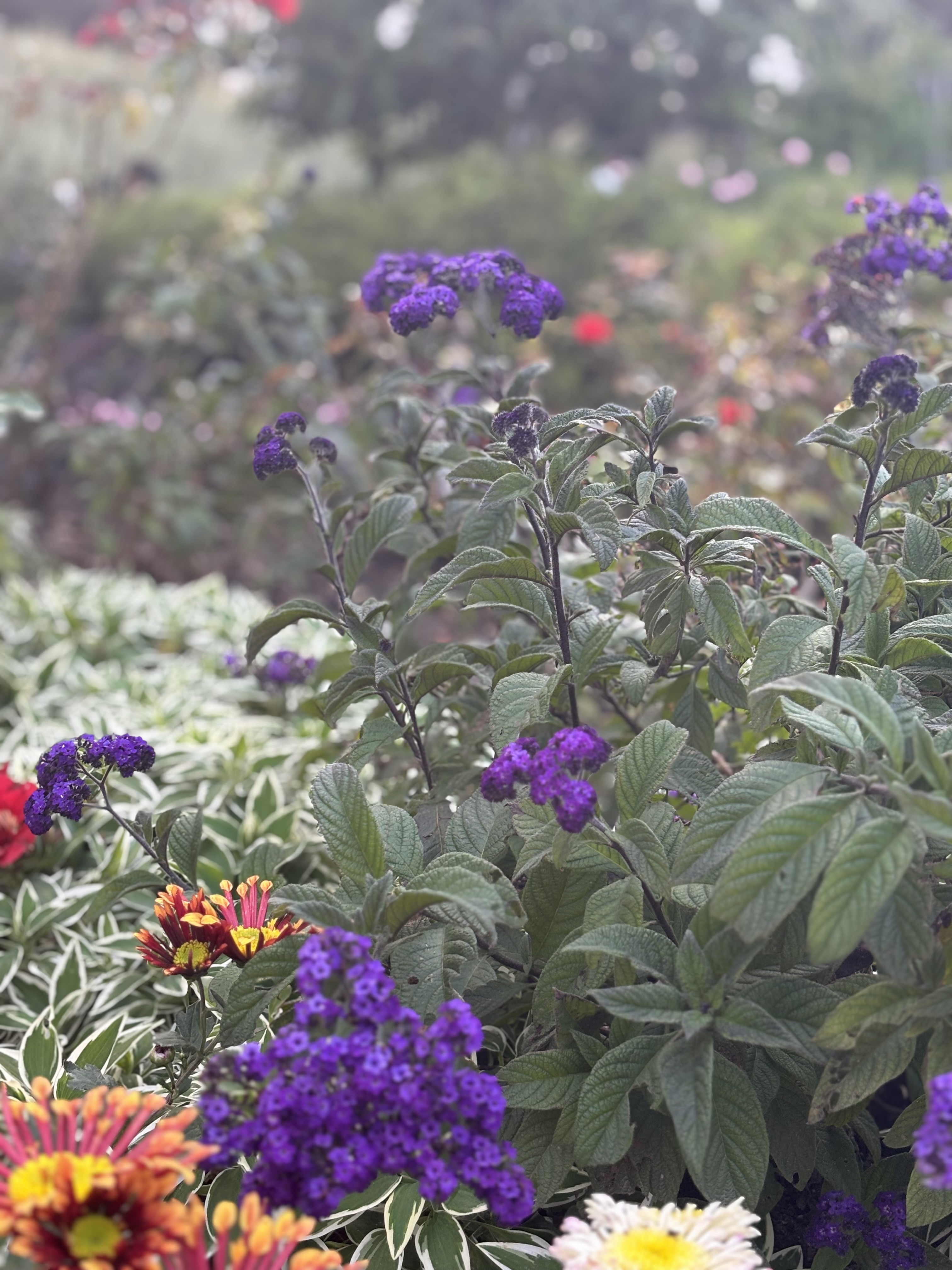 Purple heliotrope growing among mixed flowers