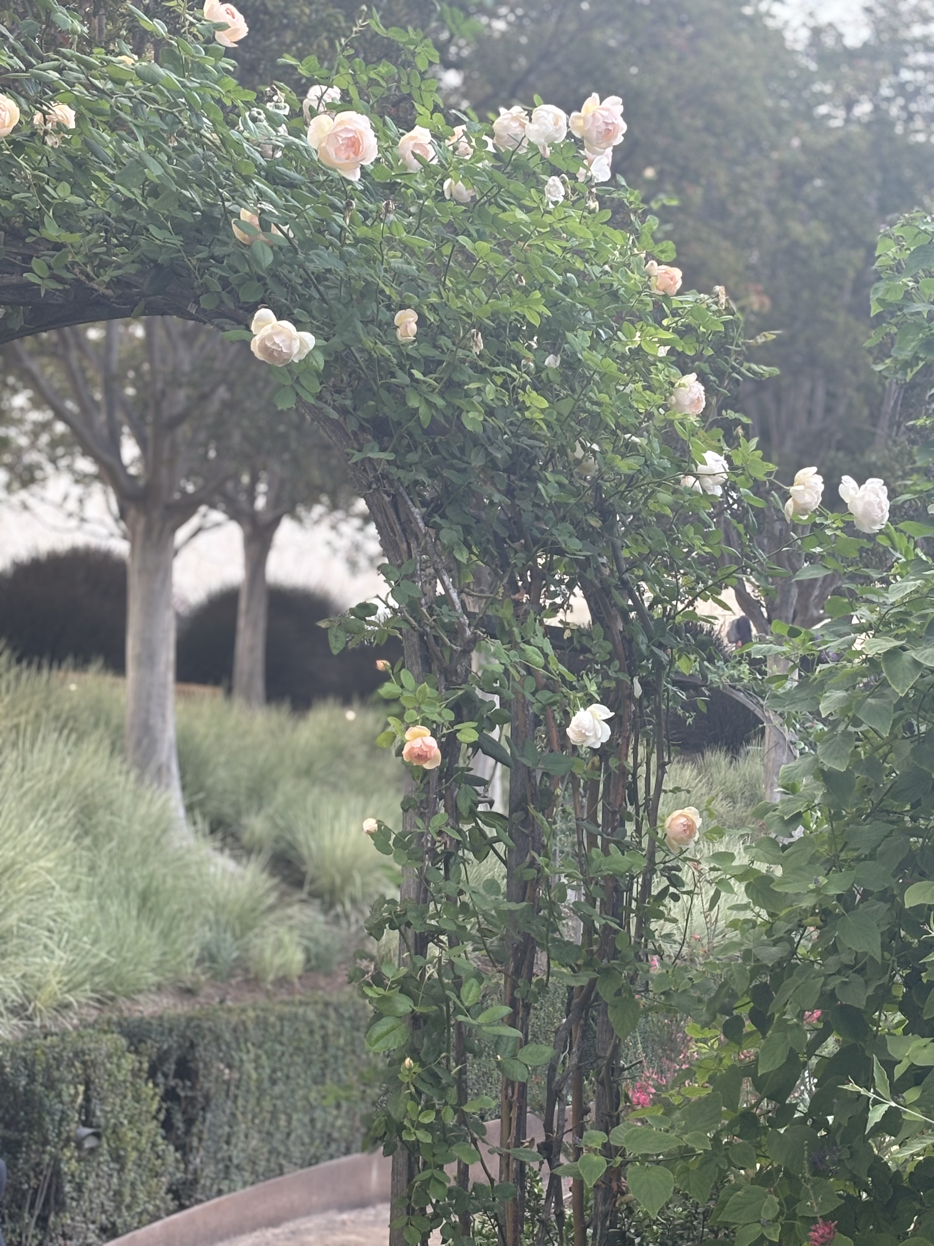 A garden rose arch photographed by the La Natureal family