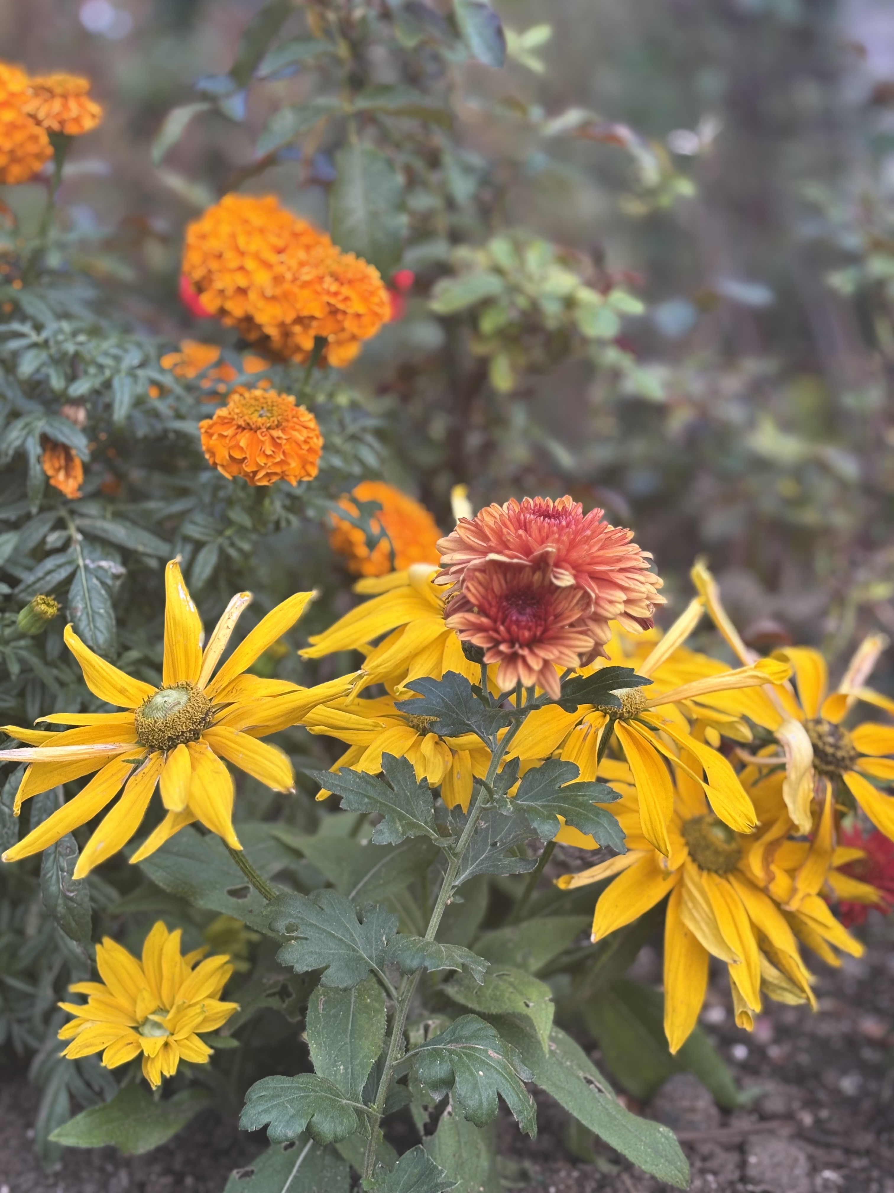 A colorful summer garden with yellow daisies and marigolds